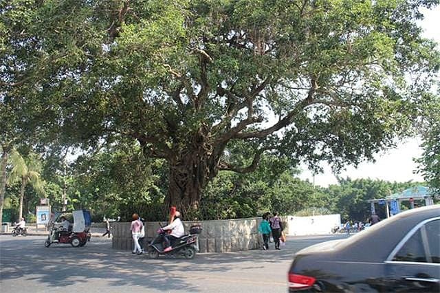 广东湛江最值得去的八大景点（有谁还记得湛江十景） 第6张